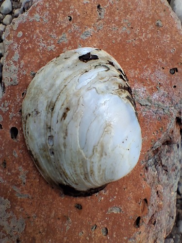 Hickorynut
