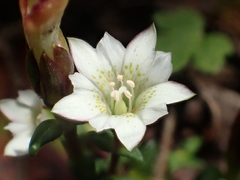 Gentiana flavomaculata