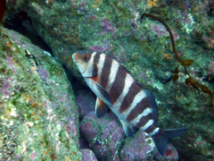 Chirodactylus spectabilis