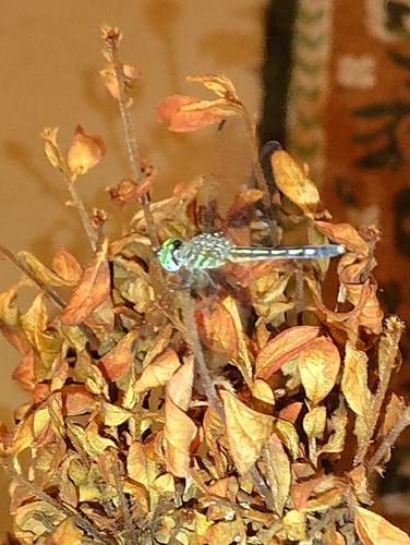 Blue Dasher