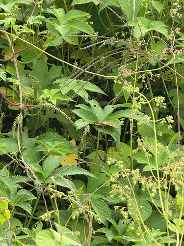 Asian Comma