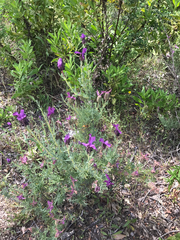 Lavandula stoechas