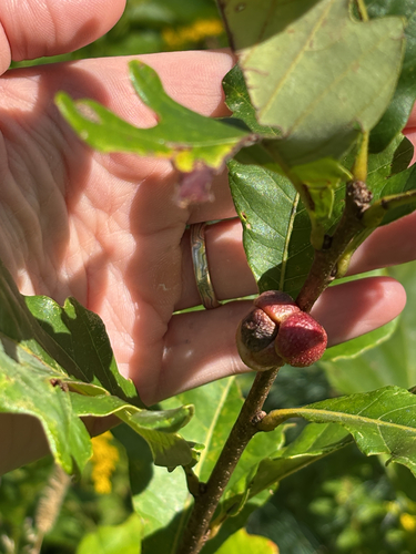 lobed oak gall wasp