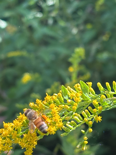 Western Honey Bee