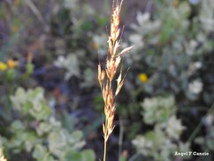 Arrhenatherum elatius
