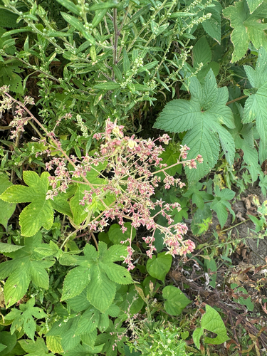 Japanese Hops