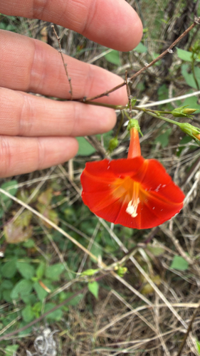 red morning glory