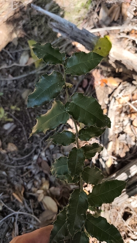 Citronella mucronata