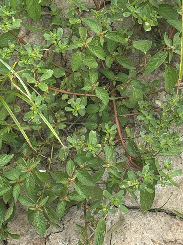 Common Purslane