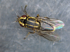 Chlorops frontosus