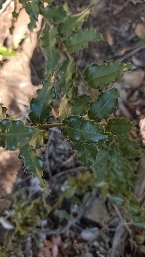 Citronella mucronata, photograph 3