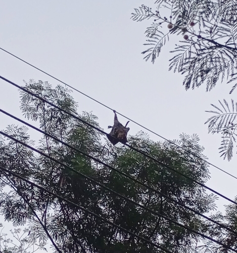 Indian Flying Fox