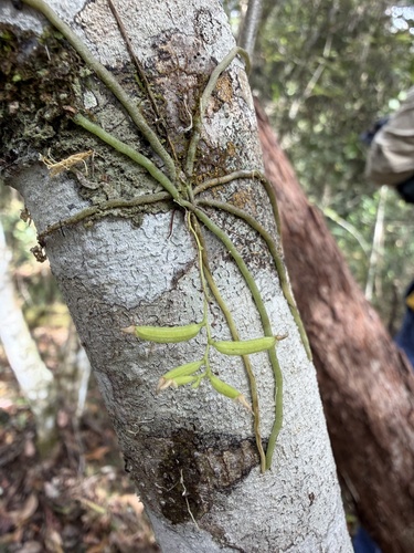 Taeniophyllum observed 2026-09-13