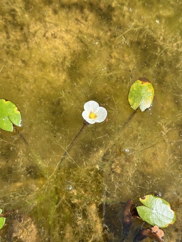 Sagittaria guayanensis observed 2026-09-10