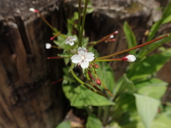 Epilobium amurense