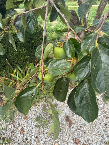 Japanese Persimmon