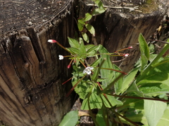 Epilobium amurense