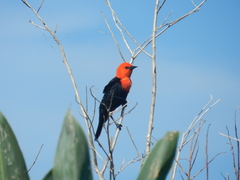 Amblyramphus holosericeus