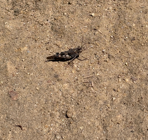iNaturalist observation photo of Fontana Grasshopper