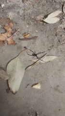 Latrodectus hesperus