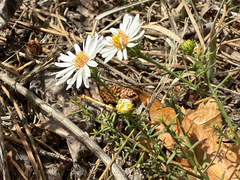 Symphyotrichum porteri, photograph (c) Jared Lincenberg, some rights reserved (CC BY)