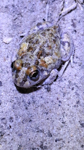 Peters' Four-eyed Frog