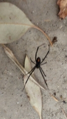 Latrodectus hesperus