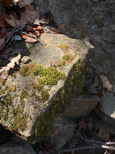 iNaturalist observation photo of Joint-toothed Mosses