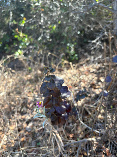 iNaturalist observation photo of Southern Honeysuckle