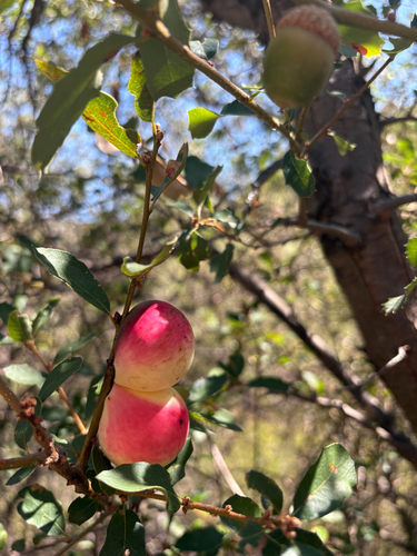 iNaturalist observation photo of California Gall Wasp