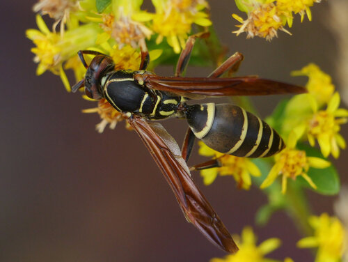 Northern Paper Wasp
