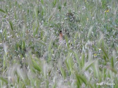 Hordeum murinum leporinum