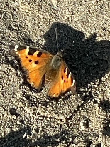 California Tortoiseshell