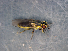 Chlorops frontosus