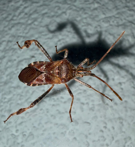 Western Conifer Seed Bug