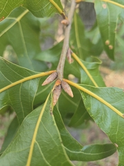 Quercus laevis, photograph author not stated, no rights reserved