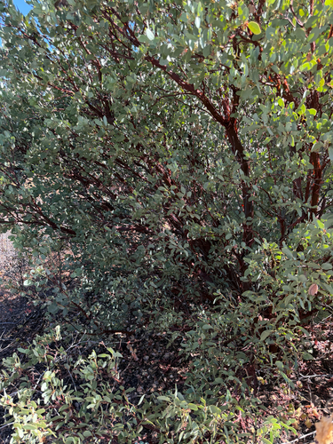 Arctostaphylos glauca, photograph 1
