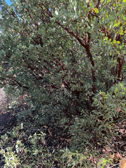 Arctostaphylos glauca