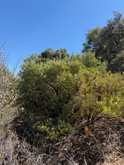 Arctostaphylos glauca, photograph (c) klicklo, some rights reserved (CC BY)