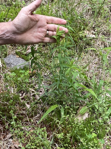 Brushy mountain St. johnswort (Hypericum radfordiorum)