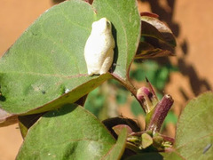 Hyperolius marginatus