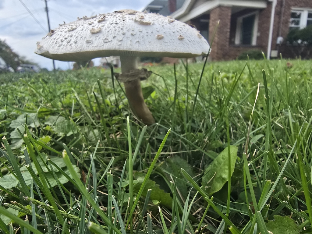 Green-spored Parasol · September 2026 · photo: Photo: (c) Edward Hellerman, some rights reserved (CC BY) · iNaturalist