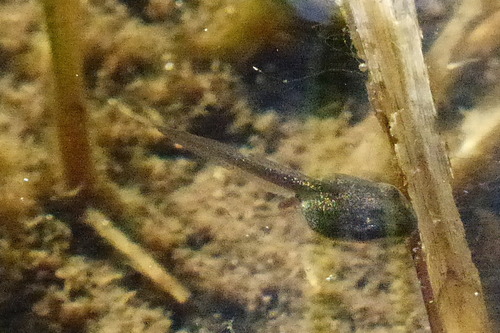 iNaturalist observation photo of Pacific chorus frog