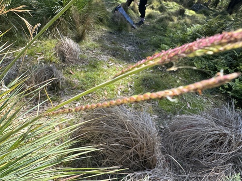 Paspalum quadrifarium, 2026-09-13