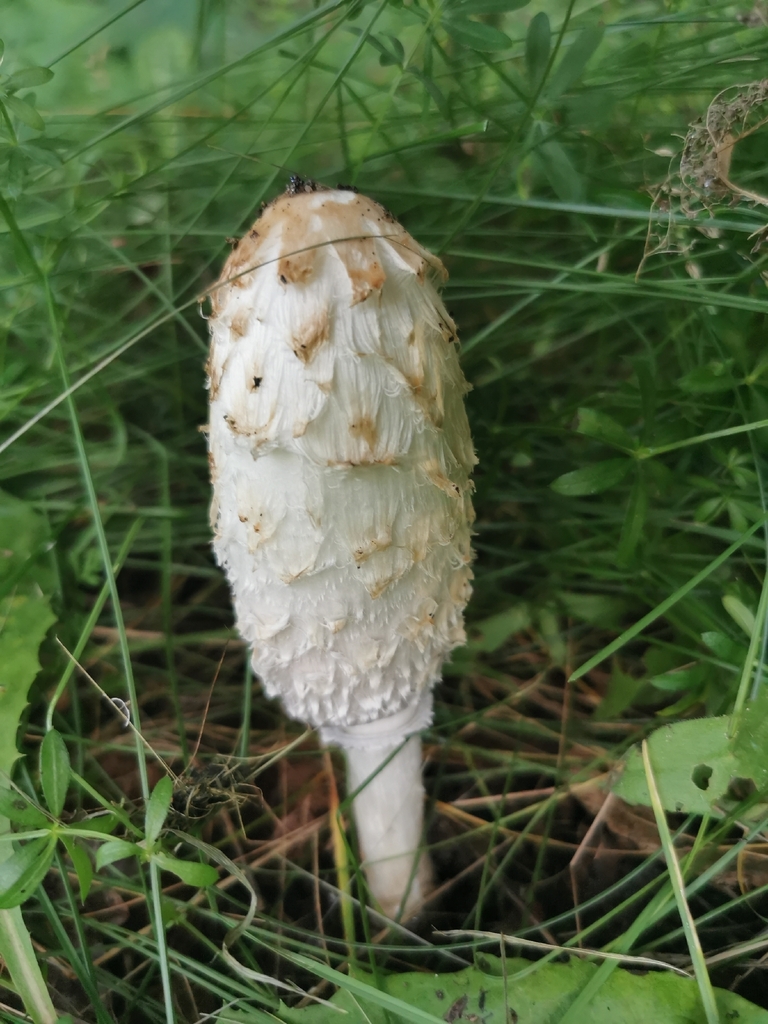 Shaggy Mane · September 2026 · photo: Photo: (c) Alexis Williams, some rights reserved (CC BY) · iNaturalist