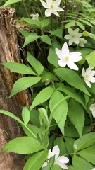 Anemonoides trifolia
