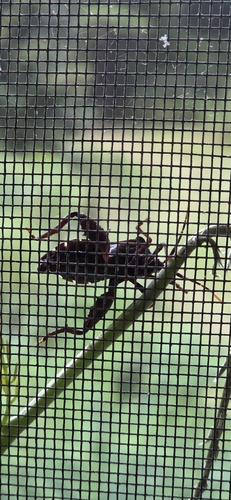 Piezogaster calcarator