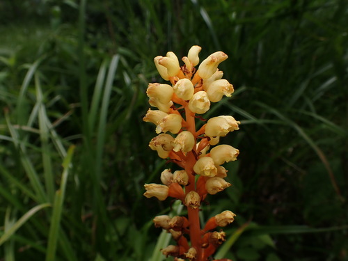 Gastrodia elata, photograph 4