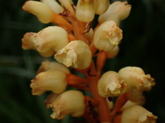 Gastrodia elata, photograph (c) W Rao, some rights reserved (CC BY)