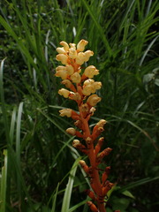 Gastrodia elata